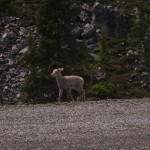 Stone Sheep Lamb
