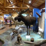 Some Animals Indigenous to the Yukon