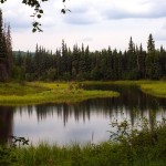 Slough Lake, Moose and Calf