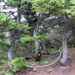 Flatop Mountain Spruce