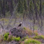 Bald Eagle – Chisana River Valley