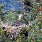 Bald Eagle Fledging in nest - Chilkoot River